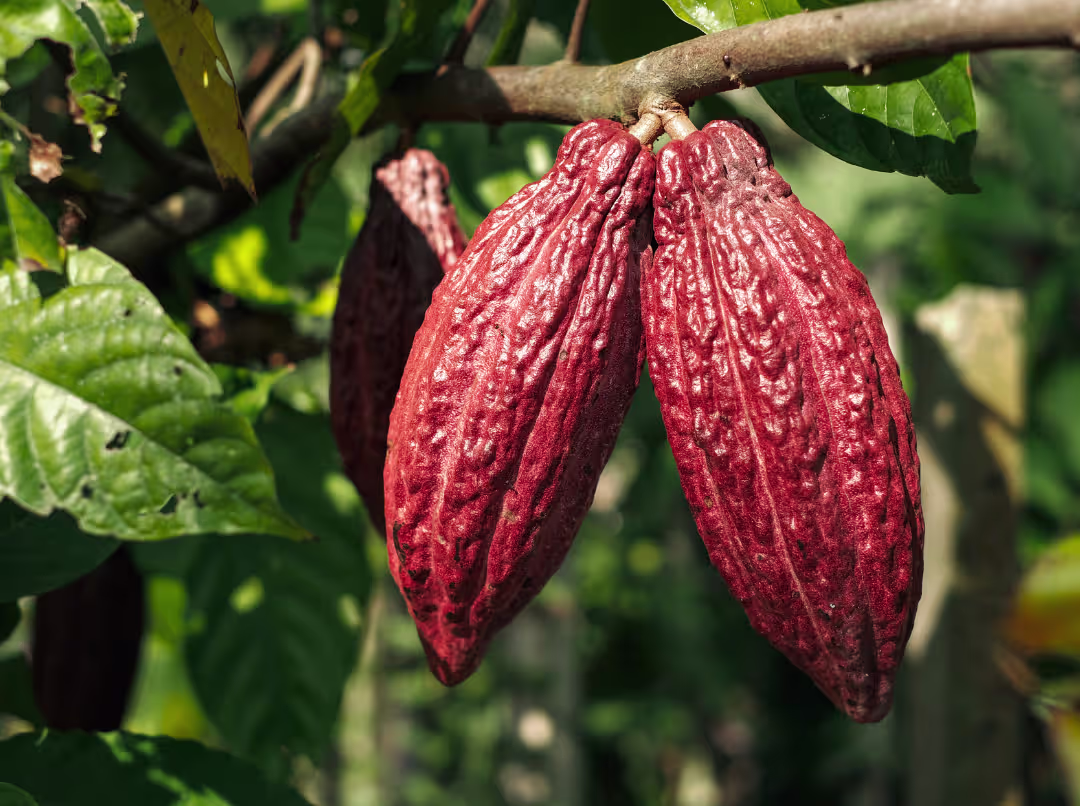 ripe cacao pods on tree ripe cacao pods on tree